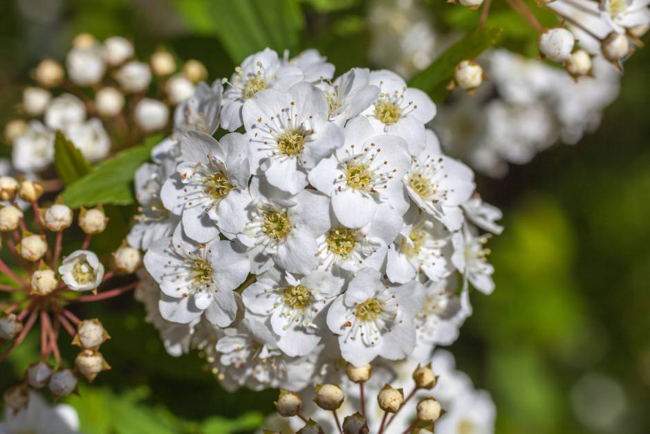 Close-up of Bridal Spirea plant blossoms, showcasing clusters of small white flowers and buds, highlighting the plant's delicate beauty.