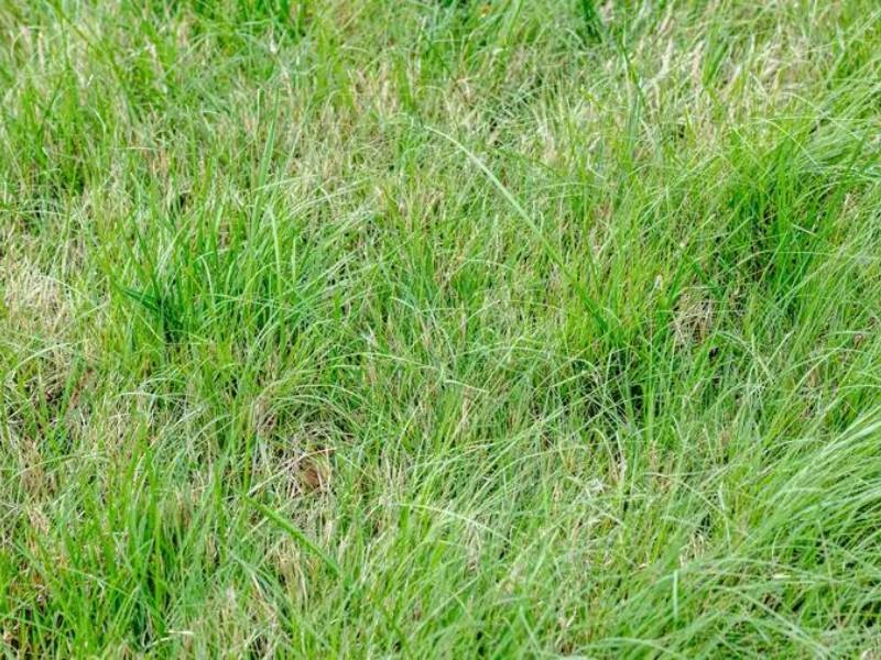 Drought-tolerant Buffalo grass, ideal for planting grass in summer. Fine, curly blades with blue-green hue in a natural setting