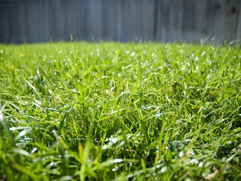 Low-growing Centipede grass, suitable for planting grass in summer. Close-up of light green, wide blades in a sunny residential lawn