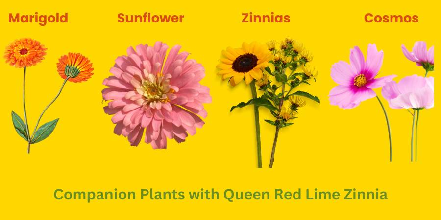 Illustration of companion plants for Queen Red Lime Zinnia: Marigold, Sunflower, Zinnias, and Cosmos on a yellow background