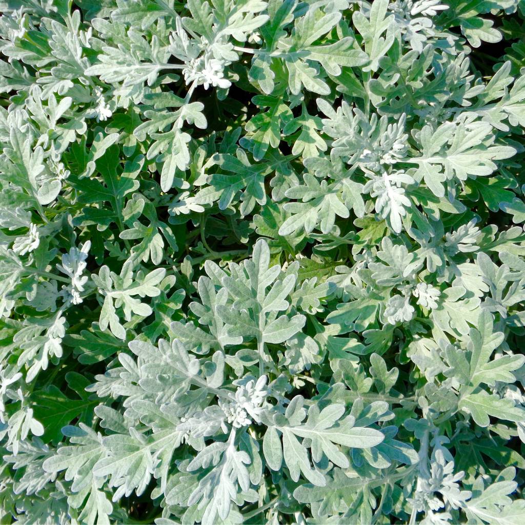 Artemisia Powis Castle plant with silver-gray foliage, thriving in well-drained soil and full sun; ideal for easy cultivation