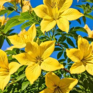 Read more about the article Esperanza Plant Guide | Gardening Made Easy