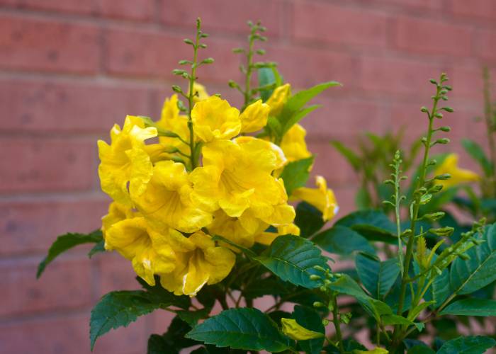 A close-up of the Gold Star Esperanza, with its bright yellow trumpet-shaped flowers and glossy green leaves