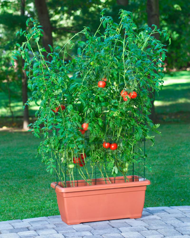 Tomato plants in a sunny spot, supported by cages in a rectangular pot, showing proper sunlight, watering, and care.