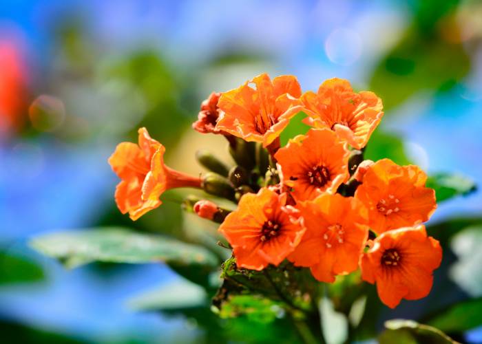 A vibrant cluster of Orange Jubilee esperanza plant varieties with bright orange petals and lush green leaves