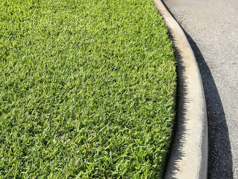 St. Augustine grass, ideal for planting grass in summer. Lush, broad-bladed lawn with deep green color, bordering a curved sidewalk