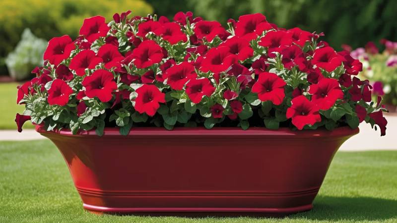 Tidal Wave petunia plants Red Velour in a large container, showcasing rich red velour flowers perfect for dramatic garden groundcover