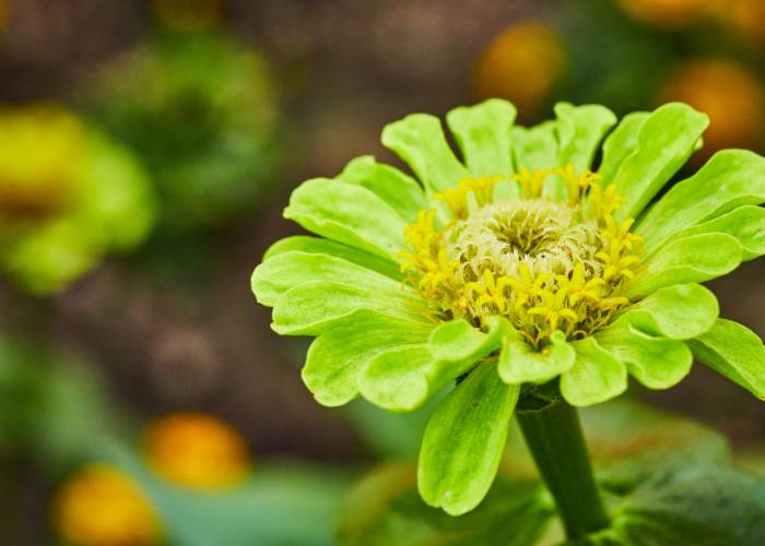 Zinnia Queen Lime Blotch flower showcasing a unique blend of lime green and red hues with a distinctive spotted pattern on its petals