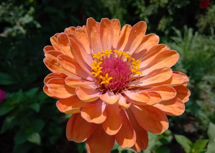 Close up of a vibrant Zinnia Queen Lime Orange flower with bright orange petals and a lime green center in a garden