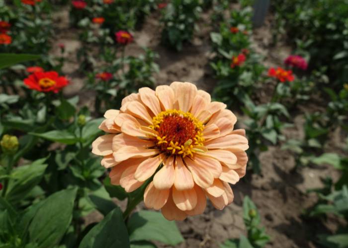 A soft peach colored Zinnia Queen Lime Peach flower with delicate petals and a lime-green center, blooming in a garden