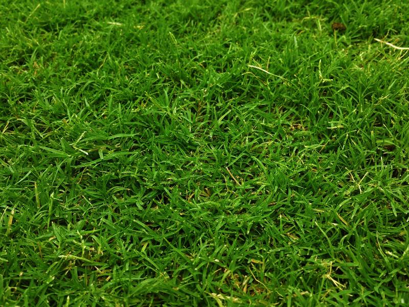 Dense, carpet-like Zoysia grass, a heat-tolerant option for planting grass in summer. Close-up of lush, medium-green lawn texture