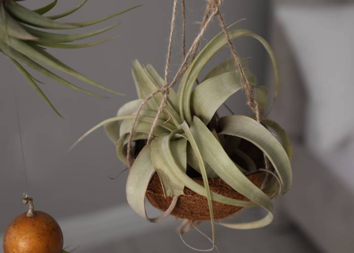 A Tillandsia air plant flower in a hanging coconut shell planter, receiving bright, indirect sunlight, essential for blooming