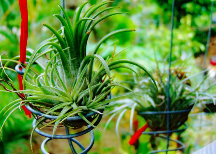 Two Tillandsia air plant flower in wire hangers, thriving in bright indirect sunlight, representing their life cycle stages from growth to offsets