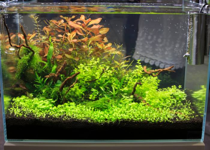 Beautifully decorated aquarium with lush green carpet plants and vibrant red and green foliage, providing a natural aquatic environment