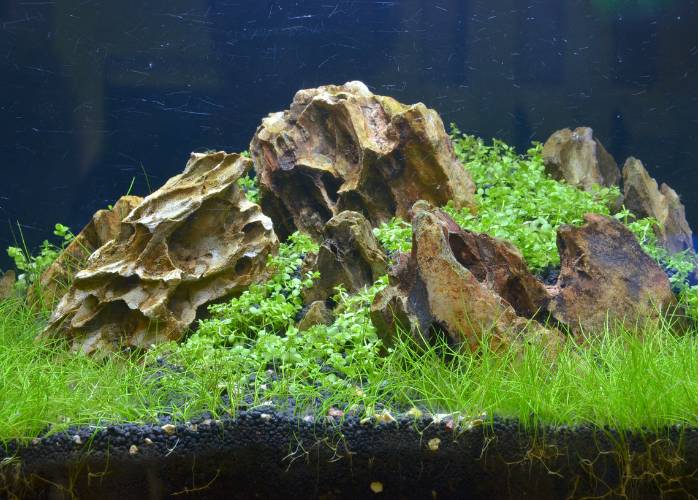 Aquarium with green carpet plants growing around large rocks, enhancing the tank's natural aesthetics and providing shelter for aquatic species