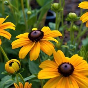 Read more about the article Brown Eyed Susan Plant (Rudbeckia triloba): Tips and Tricks