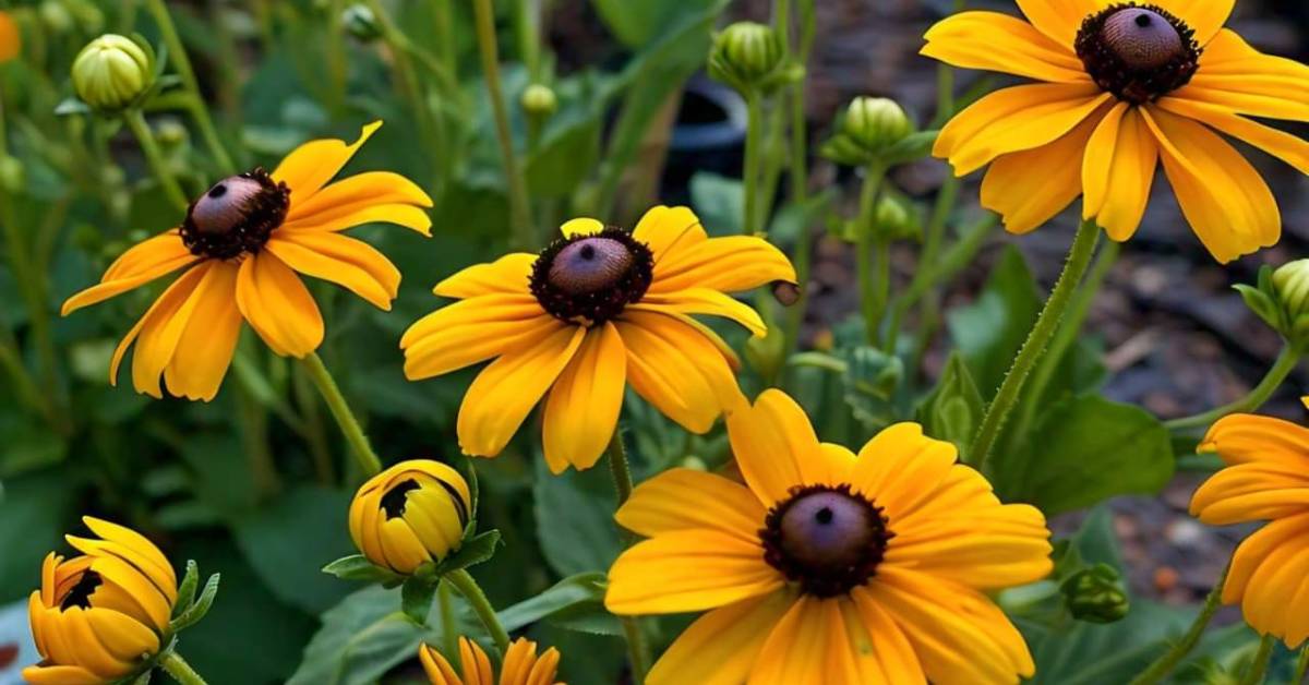 Read more about the article Brown Eyed Susan Plant (Rudbeckia triloba): Tips and Tricks