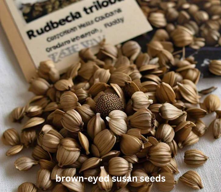 Brown eyed susan seeds with Rudbeckia triloba label, showcasing the importance of selecting high-quality seeds from trusted sources.