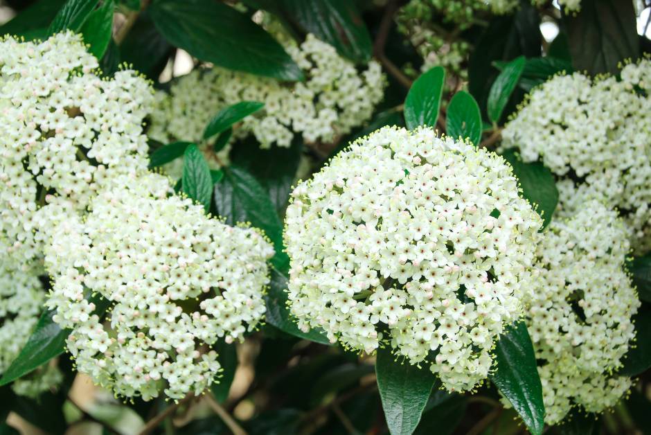 Close-up of lush, white flower clusters on a Bridal Spirea plant, highlighting the delicate blossoms and dark green foliage.