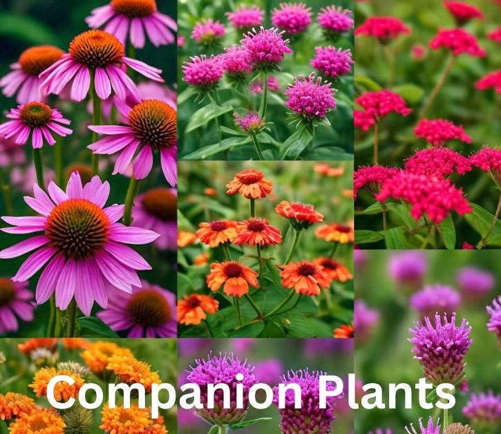 A vibrant collage of companion plants for Brown Eyed Susan, showcasing complementary flowers like echinacea and bee balm.