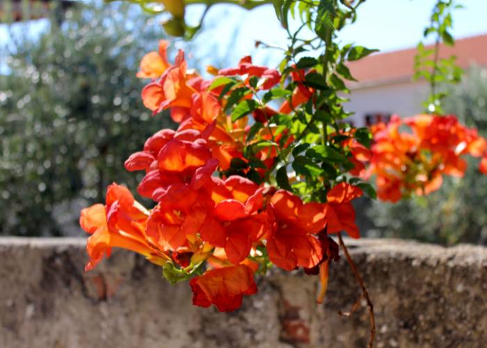 Close-up of Crimson Flare Esperanza flowers with deep red petals and glossy green foliage, making a striking garden focal point