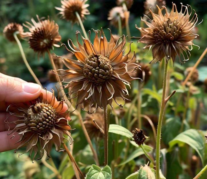 Close-up of dried brown eyed susan plant seed heads being harvested, showcasing the process of seed collection for propagation.