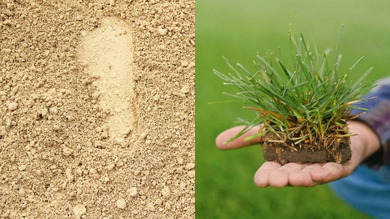 A close up of sandy soil on the left and a hand holding a clump of healthy grass on the right, highlighting the seasonal care needed