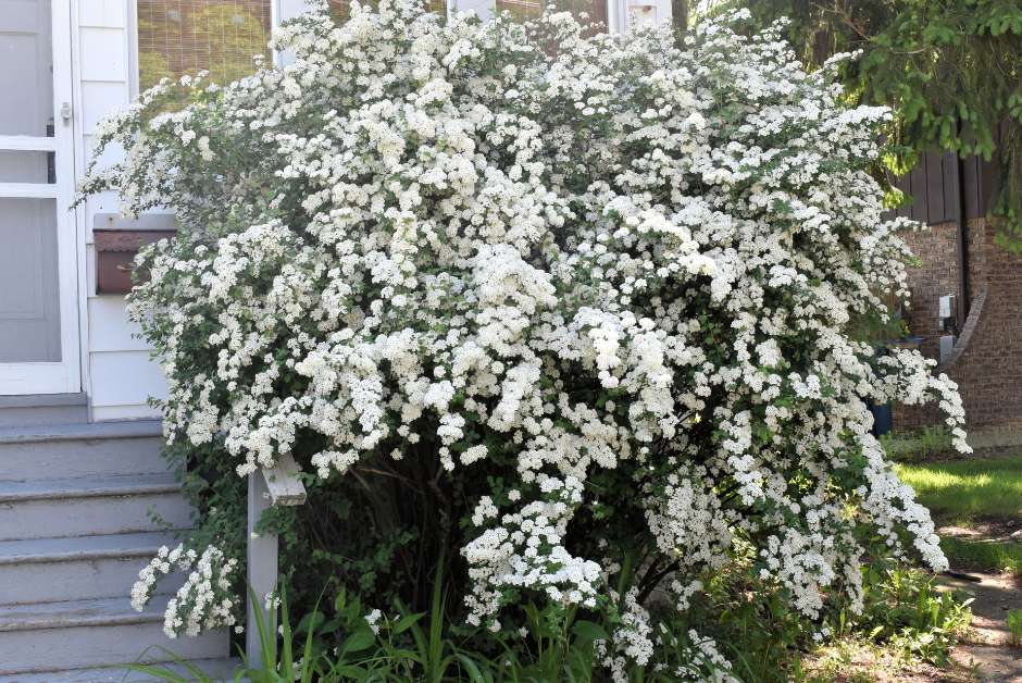 A full, blooming Bridal Spirea plant used in landscaping, with cascading white flowers enhancing the entrance of a home.