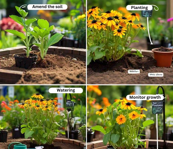 Step-by-step planting of Brown-Eyed Susan in a garden: soil amendment, planting, watering, and monitoring growth.