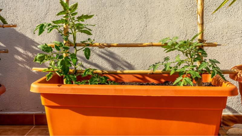 Vibrant green plants growing in an orange plastic pot, emphasizing the affordability and moisture retention of plastic pots.