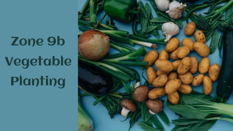 Zone 9b vegetable planting schedule guide with a variety of fresh vegetables including potatoes, onions, and green vegetables