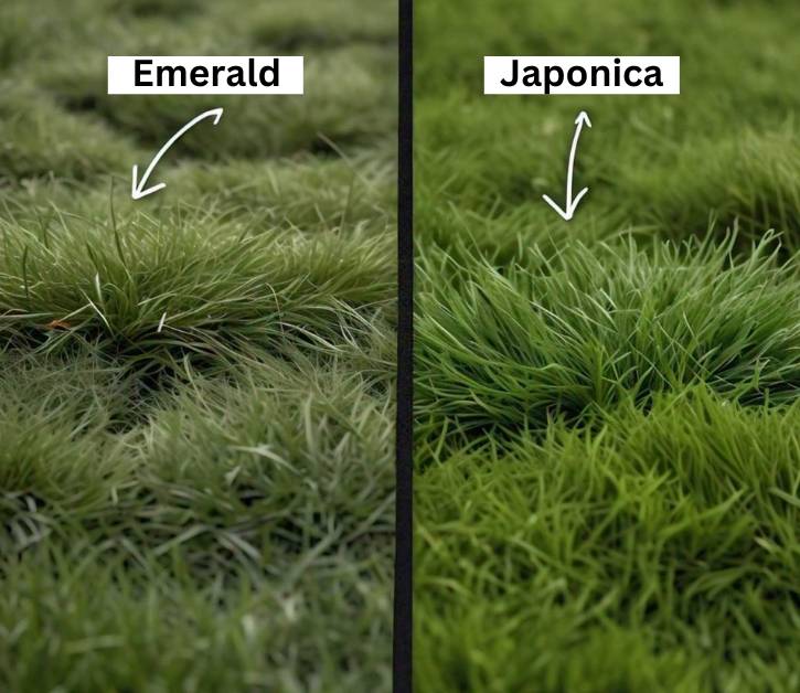 Comparison of Emerald Zoysia and Zoysia Japonica, highlighting their texture and growth rate differences compared to Diamond Zoysia grass.