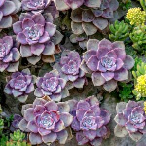 Read more about the article 10 Reasons to Choose Dragon’s Blood Sedum plant for Your garden