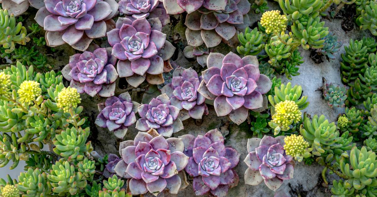 Read more about the article 10 Reasons to Choose Dragon’s Blood Sedum plant for Your garden