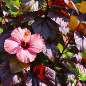 Read more about the article Growing Florida Cranberry Hibiscus: A Complete Guide