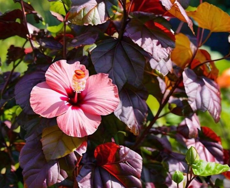 Vibrant Florida Cranberry Hibiscus plant with deep red-purple foliage and a pink hibiscus flower blooming in bright sunlight.