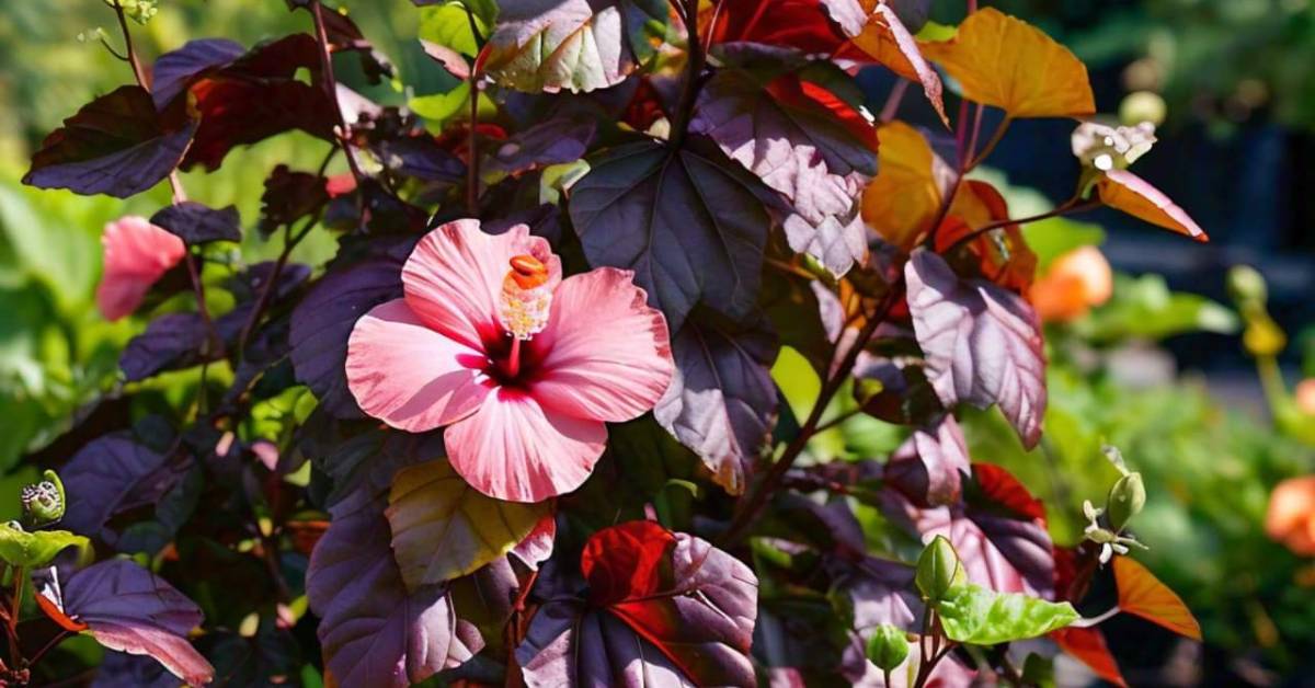 Read more about the article Growing Florida Cranberry Hibiscus: A Complete Guide