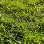 Why Bermuda Blackjack Grass Is the Best Choice for Lawns