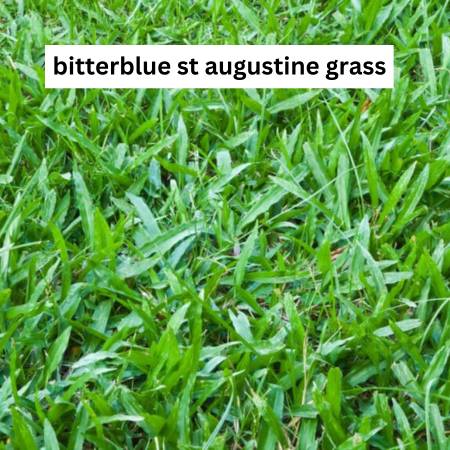 Bitterblue St Augustine grass with a dense, dark green appearance, known for its medium texture and tolerance to sun and shade.