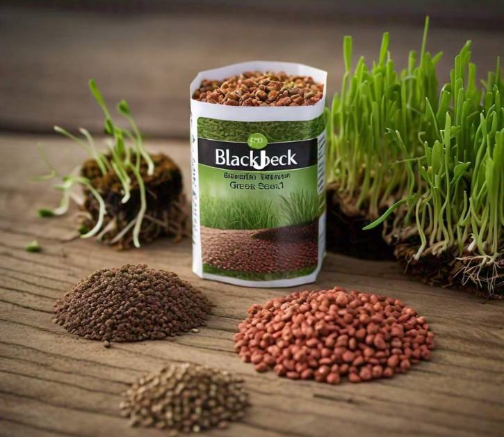 Blackjack Bermuda grass seed displayed in various forms, including coated and pure seed varieties, ideal for faster germination.