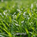 Diamond Zoysia Grass: A Complete Guide to Care and Benefits