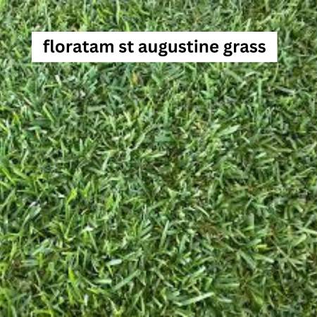 Floratam types of St Augustine grass with dark green, large blades, known for its vigorous growth and resistance to chinch bugs and diseases.