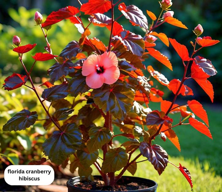 Florida cranberry hibiscus (Hibiscus acetosella) with vibrant burgundy leaves and pale pink flowers, showcasing its tropical beauty.