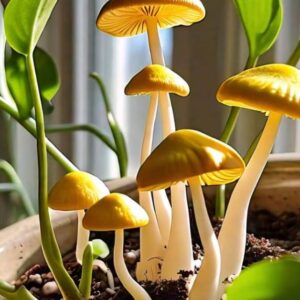 Read more about the article Flower Pot Mushrooms: Causes and Solutions