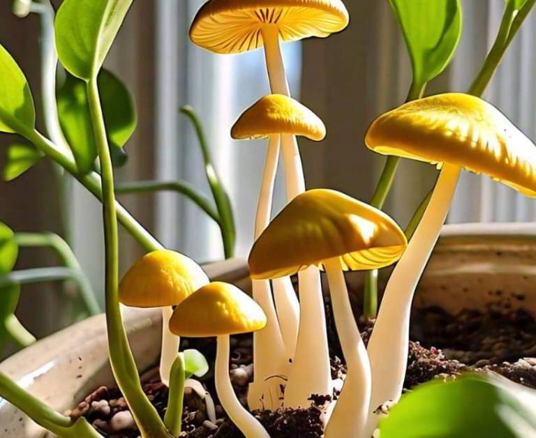 Yellow houseplant mushrooms (Leucocoprinus birnbaumii) growing in a potted plant, surrounded by green leaves and natural sunlight.