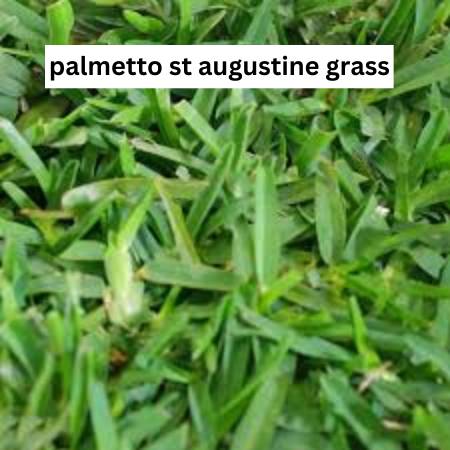 Close up of Palmetto St Augustine grass, showcasing fine-textured blades that thrive in both full sun and moderate shade.