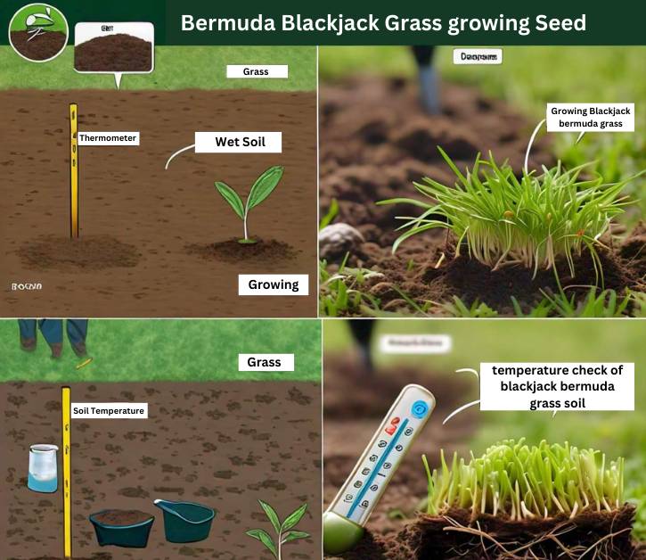 Steps for planting Blackjack Bermuda grass from seed, including soil preparation, temperature check, and seed growth stages.