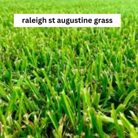 Raleigh St Augustine grass with medium texture and bright green blades, known for its cold tolerance and ability to thrive in shaded areas.