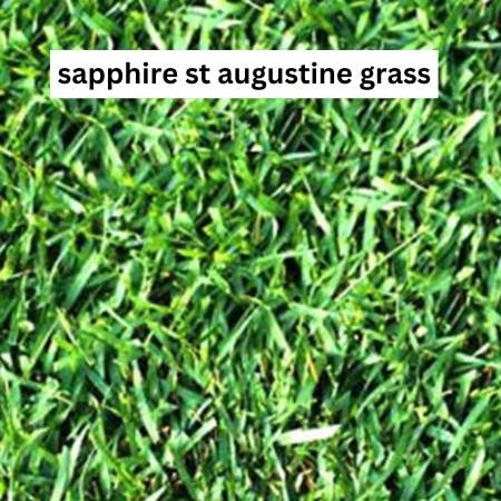 Sapphire St Augustine grass, showcasing its fine blades and rich blue-green color, known for fast growth in full sun to light shade.