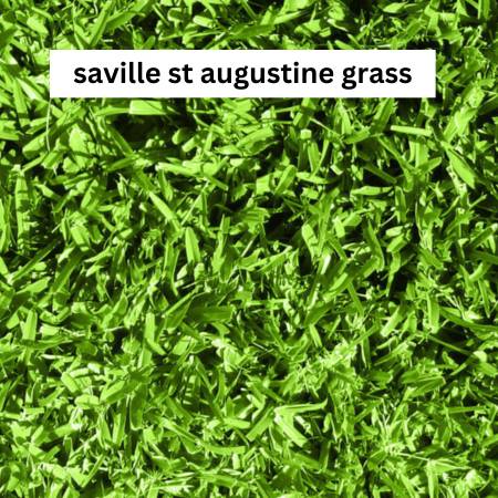 Seville St Augustine grass, featuring fine blades and vibrant blue-green color, ideal for shaded areas and moderate foot traffic.